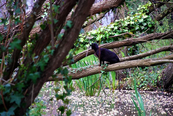 Wild Black Cat Sitting Branch Tree Swamp — Stock Photo, Image