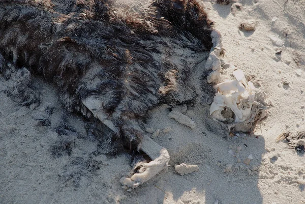 Kumda ölü kedi kafatasıyla çürür.