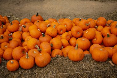 Bahçıvanlık fuarı. Satılık altın balkabakları.