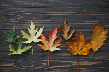 Koyu kırsal ahşap düz üzerinde yeşilden sarıya ve kahverengiye uzanan yapraklar. Değişen mevsimler ve zaman kavramı. Yaşam döngüsünü terk eder. Merhaba sonbahar. Sonbahar yaprağı