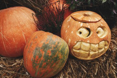 Balkabakları ve Jack O Lantern şehir sokaklarındaki saman yığınına oyulmuş korkmuş balkabağı, bayram şenliği dekoru. Cadılar Bayramı dekorasyonu açık havada. Cadılar bayramın kutlu olsun. Kasabada sonbahar pazarı