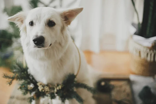 Suloinen Valkoinen Koira Modernissa Joulun Seppeleen Muotokuva Söpö Valkoinen Sveitsiläinen — kuvapankkivalokuva