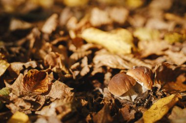 Güneşli sonbahar ormanlarında sonbahar yapraklarında kahverengi şapkalı iki güzel mantar boletus. Boletus edulis. Sonbahar ormanlarında yetişen yenilebilir Porcini mantarları. Lezzetli mantarlar. Boşluğu kopyala