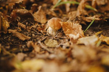 Güneşli sonbahar ormanlarında sonbahar yapraklarında kahverengi şapkalı güzel mantar boletus. Boletus edulis. Sonbahar ormanlarında yetişen yenilebilir Porcini mantarı. Lezzetli mantarlar. Boşluğu kopyala