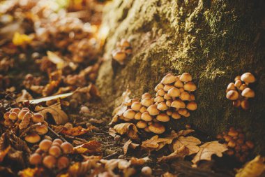 Güneşli sonbahar ormanlarında yaşlı yosun ağacında birçok mantar yetişiyor. Yaygın ağaç kökü brittlestem. Sonbahar ormanlarında yetişen mantarlar. Psathyrella piluliforis mantarı. Boşluğu kopyala