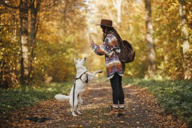 Sırt çantalı şık bir kadın güneşli sonbahar ormanlarında sevimli köpekleri eğitiyor. Takım çalışması. Genç bayan hippi İsviçreli çoban köpeğine beş veriyor. Seyahat ve evcil hayvanla yürüyüş..