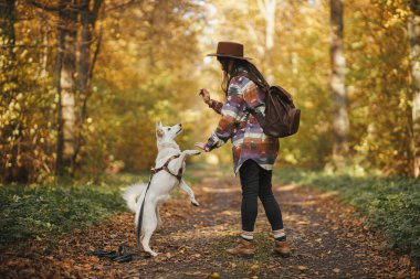 Sırt çantalı şık bir kadın güneşli sonbahar ormanlarında sevimli köpekleri eğitiyor. Takım çalışması. Genç bayan hippi İsviçreli çoban köpeğine beş veriyor. Seyahat ve evcil hayvanla yürüyüş..