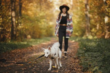 Güneşli sonbahar ormanlarında şık bir bayan gezginin arka planında yürüyen sevimli bir köpek. Evcil bir hayvanla, sadık bir eşle seyahat etmek. Genç bayan hippi İsviçreli çoban köpeğiyle yürüyüşe çıkıyor..