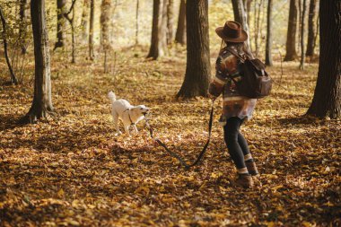Şapkalı şık bir kadın güneşli sonbahar ormanlarında şirin köpekleri eğitiyor. Genç bayan gezgin İsviçreli çoban köpeğiyle ormanda yürüyüş yapıyor. Evcil hayvanla öğrenme