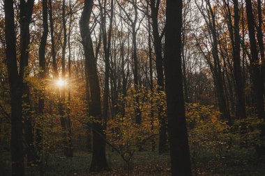 Sonbahar ormanlarında gün batımı çok güzeldir. Sonbahar arkaplanı. Güneşli sonbahar ormanlarında sarı yapraklı güzel sonbahar ağaçları. Sonbahar dağlarında seyahat ve yürüyüş