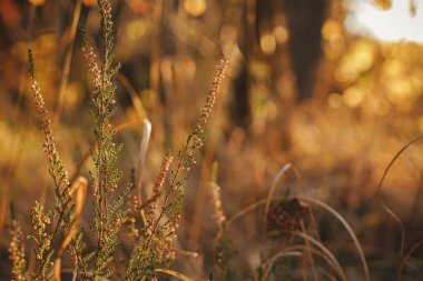 Akşam güneşinde güzel, vahşi bir funda. Yaklaş. Sonbahar arkaplanı. Güneşli sonbahar tarlalarında ve ormanlarda açan güzel calluna vulgaris. Metin için boşluk