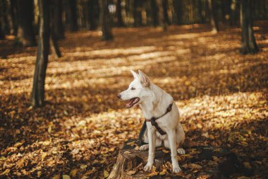 Güneşli sonbahar ormanlarında yaşlı kütüğün üzerinde oturan sevimli köpek. Sevimli İsviçreli çoban köpeği koşumlu ve tasmalı güzel sonbahar ormanında dinleniyor. Evcil hayvanla yürüyüş.