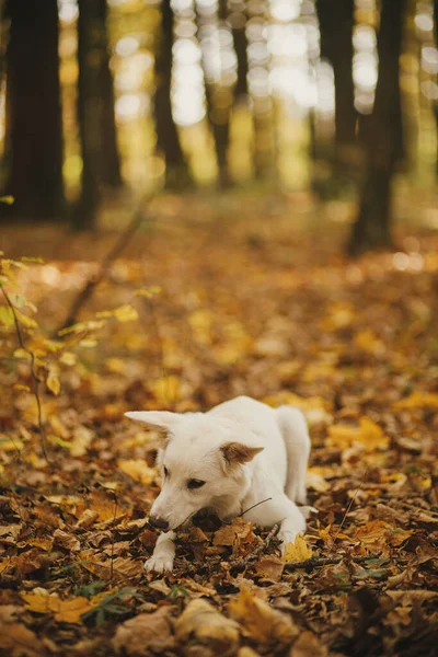 Sonbahar Ormanında Oturan Tahta Sopayı Isıran Sevimli Komik Köpek Sevimli — Stok fotoğraf