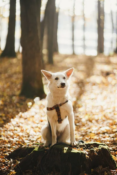 Güneşli Sonbahar Ormanlarında Yaşlı Kütüğün Üzerinde Oturan Sevimli Köpek Sevimli — Stok fotoğraf