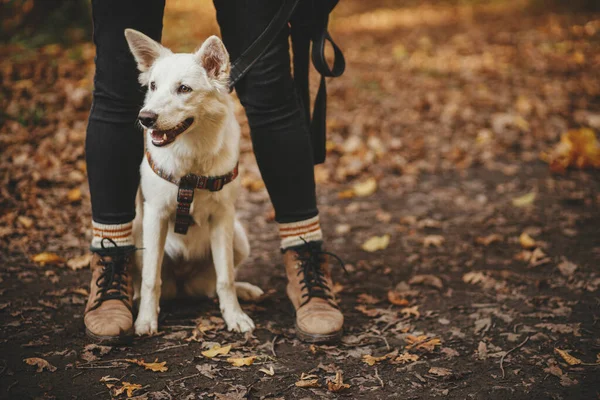 Симпатичная Собака Сидит Ног Хозяина Осеннем Лесу Путешествует Домашним Животным — стоковое фото