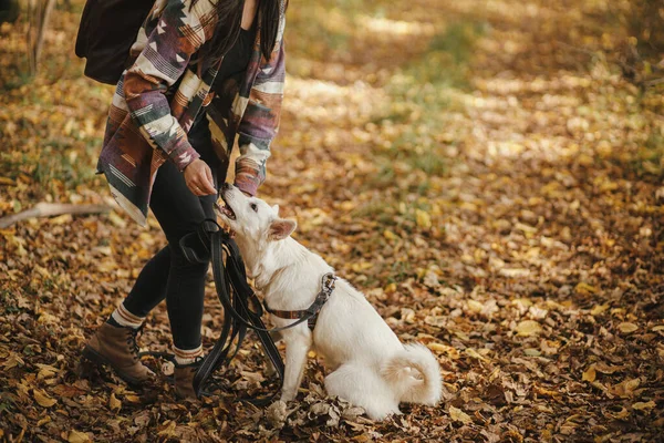 Stylish Woman Training Cute Dog Treats Sunny Autumn Woods Young — Stock Photo, Image