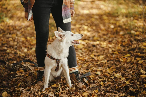 Netter Hund Sitzt Den Beinen Seines Besitzers Herbstlichen Wald Unterwegs — Stockfoto