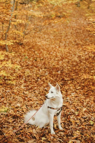 秋の森の中でカラフルな紅葉の上に座ってかわいい犬 ハーネスの愛らしいスイスの羊飼いの白い犬と美しい秋の森の中でリラックスしたリード ペットとのハイキング — ストック写真