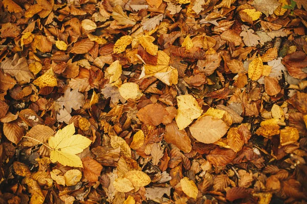 Mooie Herfst Bladeren Achtergrond Een Herfstbehang Prachtige Beukengele Bruine Bladeren — Stockfoto