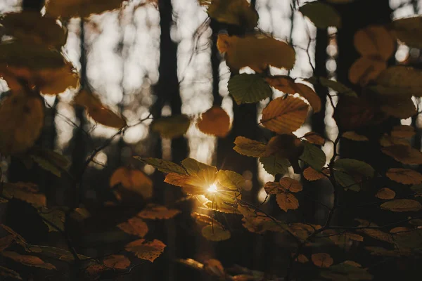 Bela Luz Sol Noite Entre Folhas Outono Florestas Outono Antecedentes — Fotografia de Stock