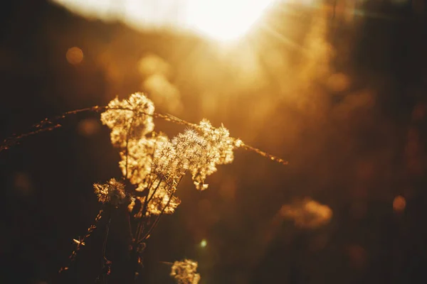 夜の日差しの中で美しい秋の野生の草を閉じます 秋の背景 夕方の秋の牧草地で夕日の光の中で美しいふわふわのアザミ テキストのスペース — ストック写真