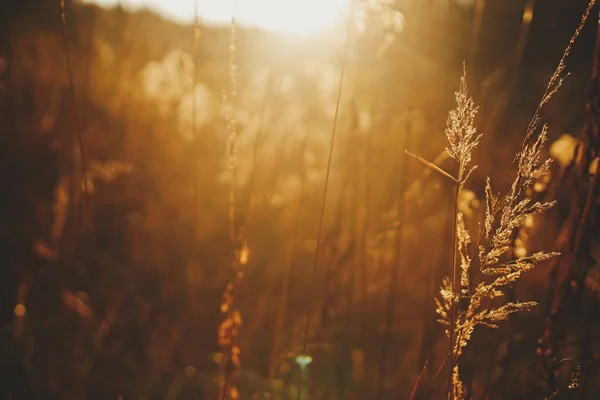 Wunderschönes Herbstliches Wildes Gras Der Abendsonne Aus Nächster Nähe Herbstlicher — Stockfoto