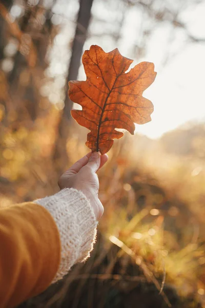 Woman Cozy Sweater Holding Beautiful Oak Brown Leaf Sunset Rays — Stock Photo, Image