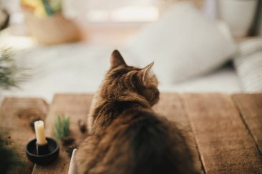 İskandinav odasında mum ve ladin dallarıyla kırsal ahşap arka planda oturan sevimli tekir kedi. Arkadan bak. Tatlı Maine Rakunu masada dinleniyor. Hayvan ve Tatil