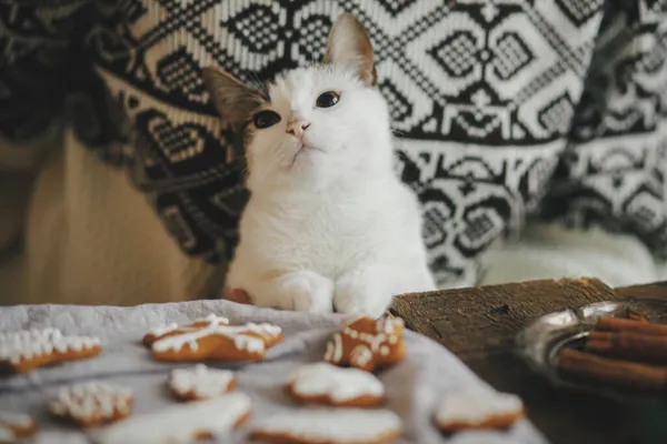 Cute Kitten Paws Woman Sweater Making Together Stylish Christmas Gingerbread — Stock Photo, Image