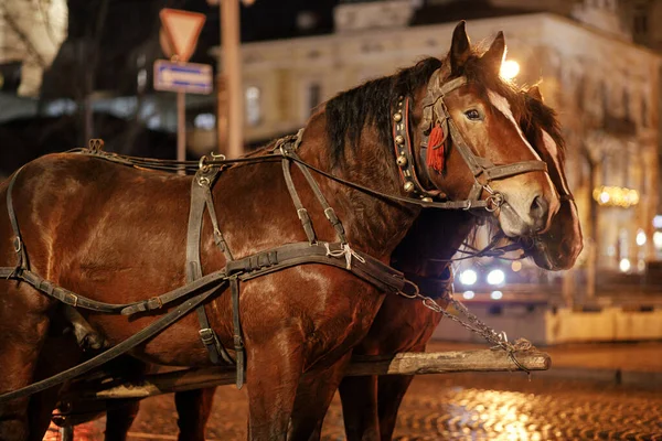 ヨーロッパの街の通りに乗るためのハーネスの馬 歴史的な街のクリスマスの時間 冬の休日のフェア 馬車に乗っての遠足 動物の搾取 — ストック写真