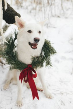 Noel çelenginde şirin bir köpek ve karlı kış parkının sahibi. Çam dalları ve kırmızı yaylı Xmas çelenginde sevimli beyaz İsviçreli çoban köpeği. Kırsalda kış tatili. Mutlu Noeller.!
