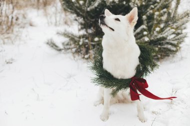 Mutlu Noeller! Kar parkında oturan Noel çelenginde şirin bir köpek. Beyaz sevimli köpek portresi şık bir Noel çelengiyle karlı çam ağacında kırmızı kurdeleyle. Kırsal kesimde kış tatili
