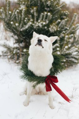 Mutlu Noeller! Kar parkında oturan Noel çelenginde şirin bir köpek. Beyaz sevimli köpek portresi şık bir Noel çelengiyle karlı çam ağacında kırmızı kurdeleyle. Kırsal kesimde kış tatili
