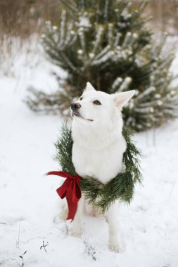 Karlı kış parkında oturan Noel çelenginde sevimli bir köpek. Çam dalları ve karlı ağaçta kırmızı kurdele olan şık bir Noel çelengi içinde sevimli beyaz İsviçreli çoban köpeği. Kırsalda kış tatili