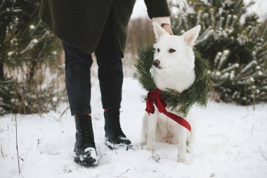 Mutlu Noeller! Noel çelenginde şirin bir köpek ve karlı kış parkının sahibi. Kırmızı kurdeleli, şirin, beyaz İsviçreli çoban köpeği şık kadın bacaklarında oturuyor. Kış tatili