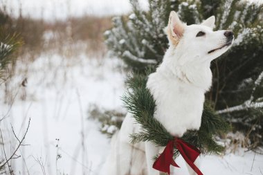 Mutlu Noeller! Kar parkında oturan Noel çelenginde şirin bir köpek. Beyaz sevimli köpek portresi şık bir Noel çelengiyle karlı çam ağacında kırmızı kurdeleyle. Kırsal kesimde kış tatili