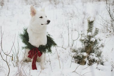 Mutlu Noeller! Kar parkında oturan Noel çelenginde şirin bir köpek. Beyaz sevimli köpek portresi şık bir Noel çelengiyle karlı çam ağacında kırmızı kurdeleyle. Kış tatilleri. Metin için boşluk