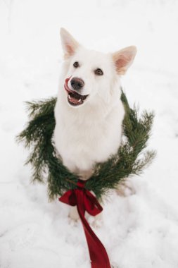 Kar parkında oturan Noel çelenginde şirin bir köpek. Kırmızı kurdeleli, şık bir Noel çelengi içinde sevimli, beyaz İsviçreli çoban köpeği. Mutlu Noeller! Kırsal kesimde kış tatili