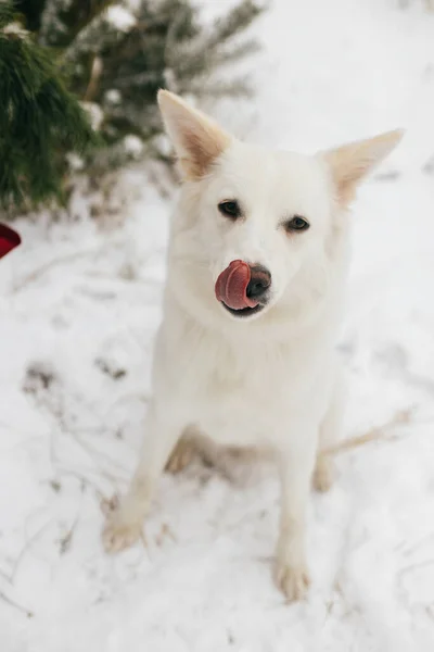 Cute Dog Snowy Winter Park Adorable White Swiss Shepherd Dog — Stock Photo, Image