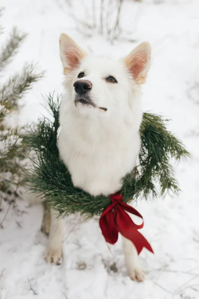 Merry Christmas Cute Dog Christmas Wreath Sitting Snow Winter Park — Stock Photo, Image