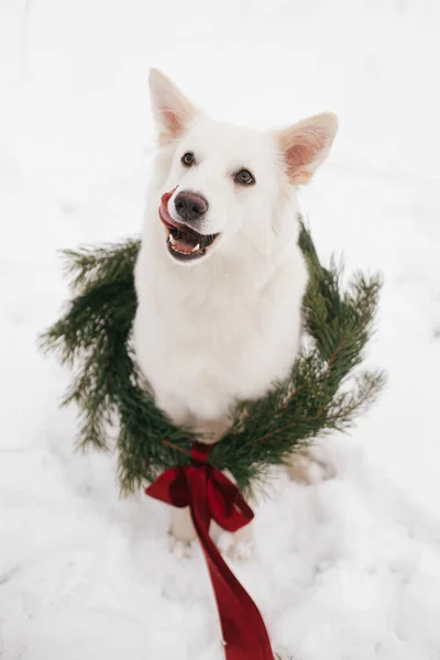 Cute Pies Boże Narodzenie Wieniec Siedzi Śniegu Parku Zimowym Uroczy — Zdjęcie stockowe