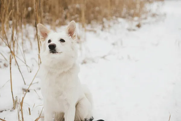 Leuke Grappige Hond Die Met Sneeuw Speelt Het Winterpark Schattige — Stockfoto