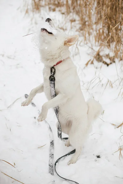 Cão Engraçado Bonito Brincando Com Neve Parque Inverno Adorável Cão — Fotografia de Stock