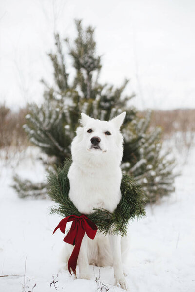 Cute Dog Christmas Wreath Sitting Snow Winter Park Adorable White — Stock Photo, Image