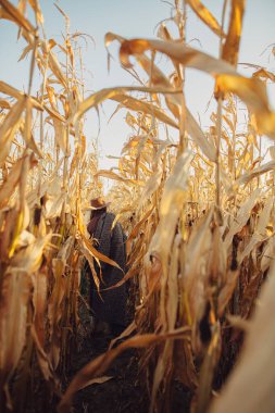 Kahverengi şapkalı ve kaliteli ceketli güzel bir kadın güz mısır tarlasında sıcak güneşli ışıkta yürüyor. Arkadan bak. Modaya uygun genç hippi kadın kırsalda sonbahar mısırları içinde yürüyor.