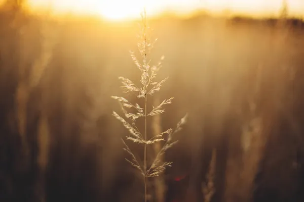 Gyönyörű Napnyugtakor Fény Hátterében Őszi Mező Vidéken Vad Gyógynövények Meleg — Stock Fotó
