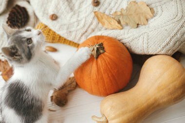 Beyaz ahşap üzerinde sonbahar yaprakları olan rahat süveterlerin arka planında balkabağına yapışmış şirin kedi pençesi. Kedi sonbahar dekoruyla oynuyor. Evcil hayvan ve sonbahar. Mutlu Şükran Günleri ve Mutlu Cadılar Bayramı