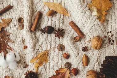 Sıcak sonbahar günleri. Sonbahar yaprakları, fındıklar, böğürtlenler, anason, meşe palamudu, tarçın, düz yatak. Mutlu Şükran Günleri ve Cadılar Bayramı. Merhaba sonbahar sezonu