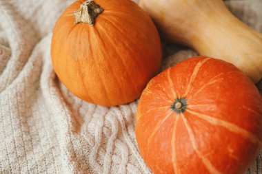 Merhaba sonbahar. Balkabakları örülmüş kazakların üzerinde. Mutlu Şükran Günleri ve Mutlu Cadılar Bayramı, samimi sonbahar sezonu. Turuncu ve sarı kabaklar ve bez üzerinde kabaklar.
