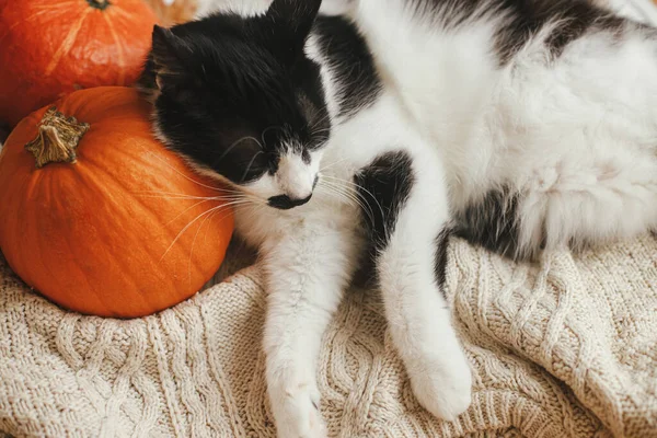 Χαριτωμένη Γάτα Κοιμάται Κολοκύθες Και Άνετα Πουλόβερ Αξιολάτρευτο Ασπρόμαυρο Γατάκι — Φωτογραφία Αρχείου